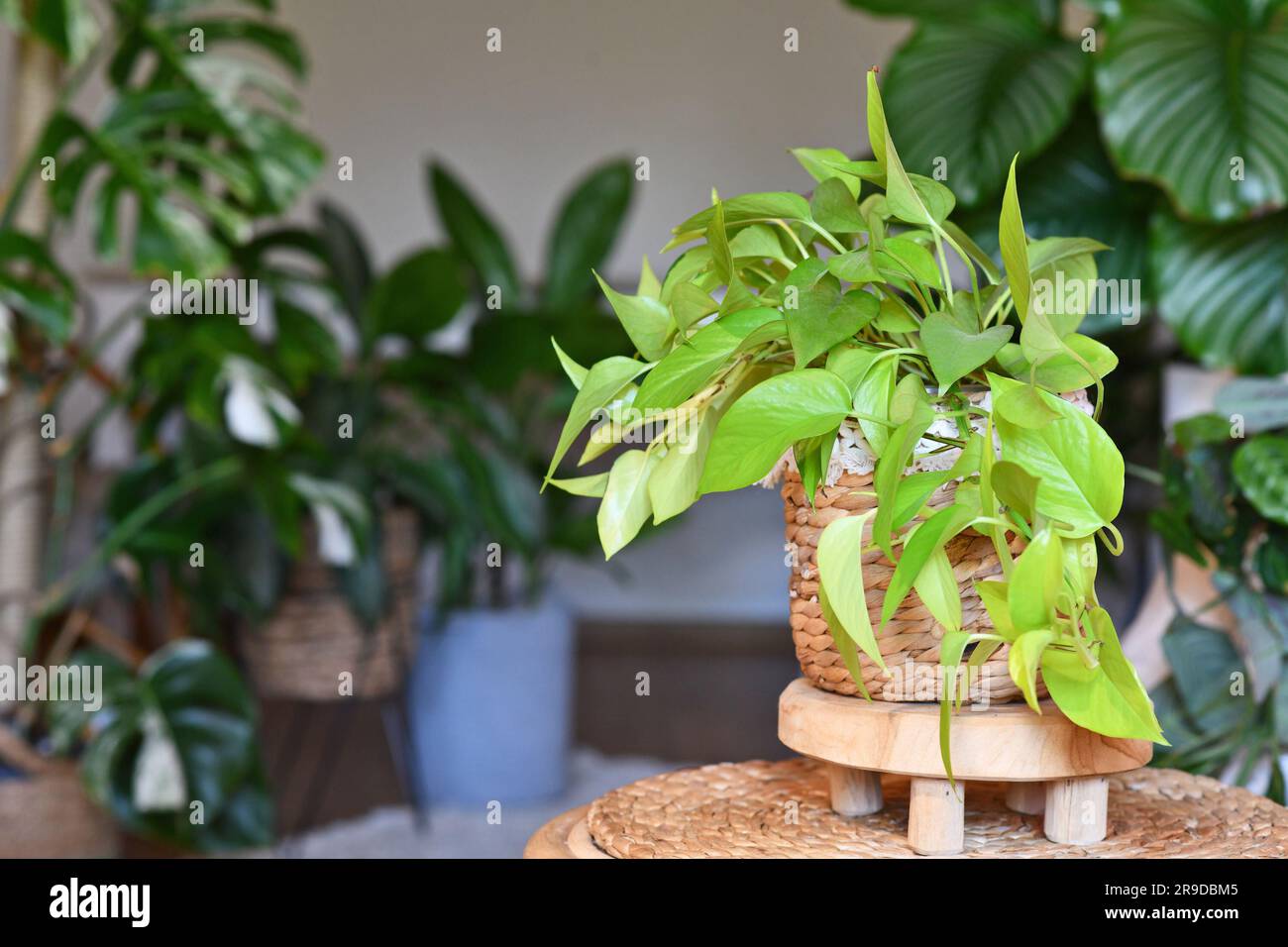Tropische 'Epipremnum Aureum Lemon Lime'-Zimmerpflanze mit neongrünen Blättern im Blumentopf auf dem Tisch im Wohnzimmer Stockfoto
