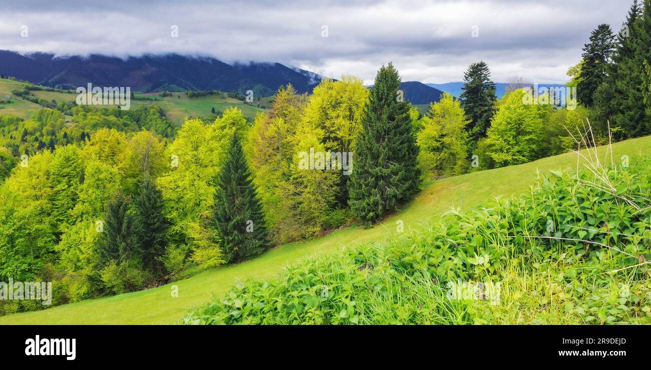 Naturlandschaft mit bewaldeten Hügeln. Blick in das entfernte Tal der karpaten. Üppige Wiesen. wolkiger Himmel Stockfoto