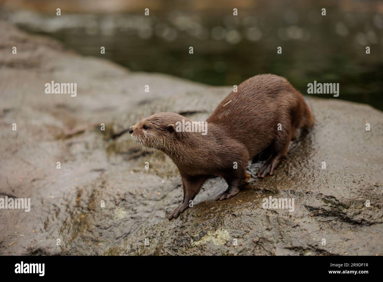 Ein kleiner Otter, der auf einem Felsen in seinem Lebensraum neben einem großen Gewässer in einer Zooumgebung läuft Stockfoto