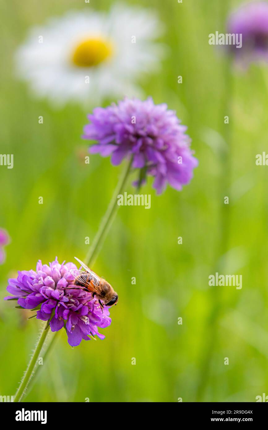 Makro einer Biene, die auf der Scabiosa-Blüte auf einer Bergwiese mit verschwommenem Bokeh-Hintergrund sitzt Stockfoto