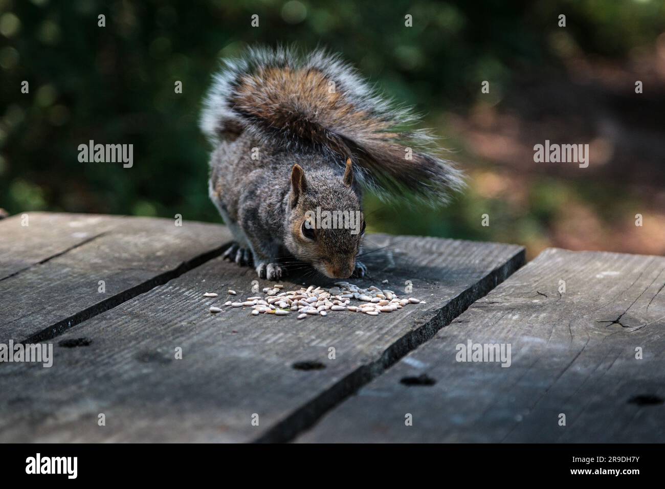 Ein graues Eichhörnchen auf einem Holzpicknicktisch, das Saatgut isst Stockfoto
