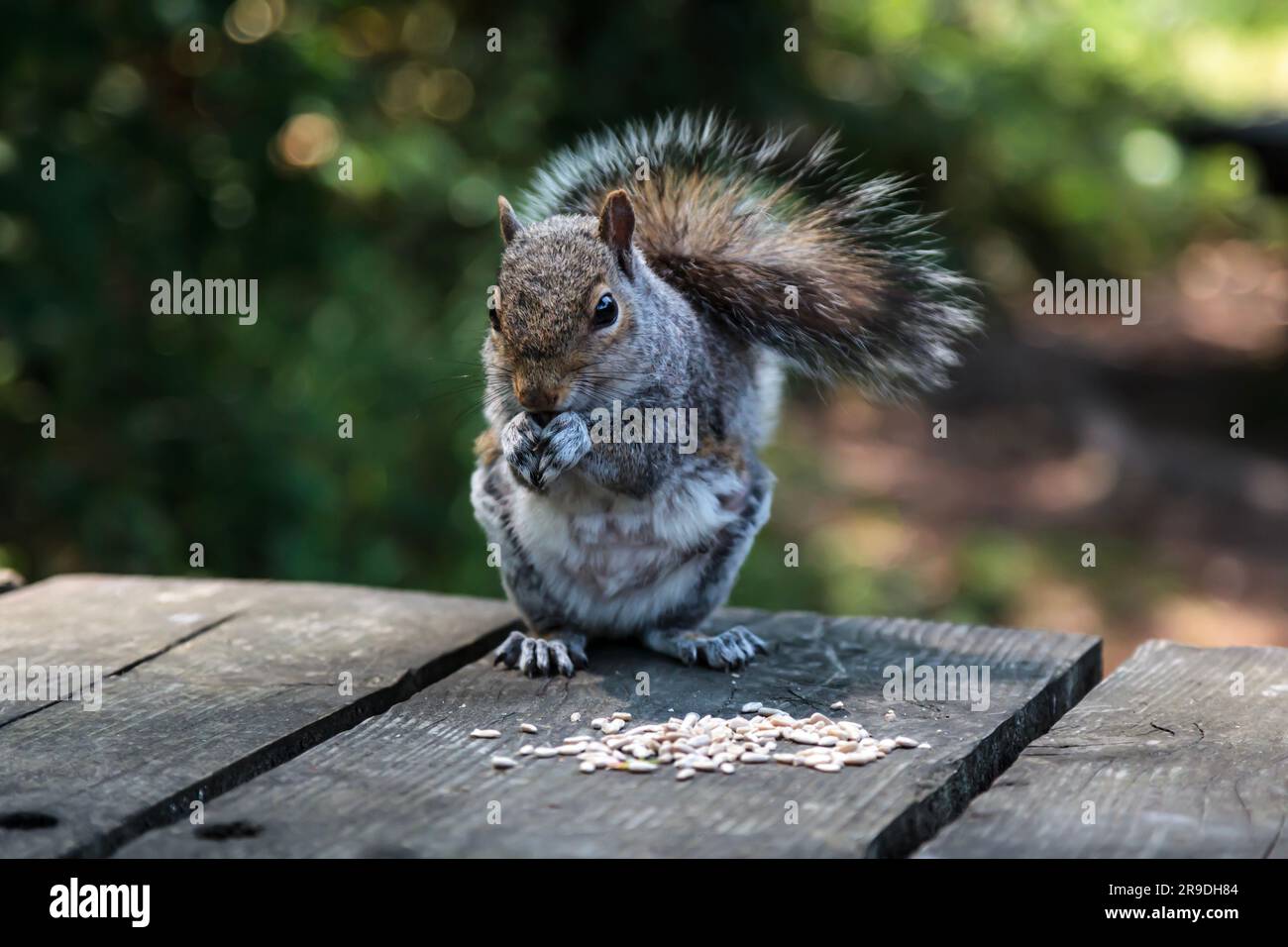 Ein graues Eichhörnchen auf einem Holzpicknicktisch, das Saatgut isst Stockfoto