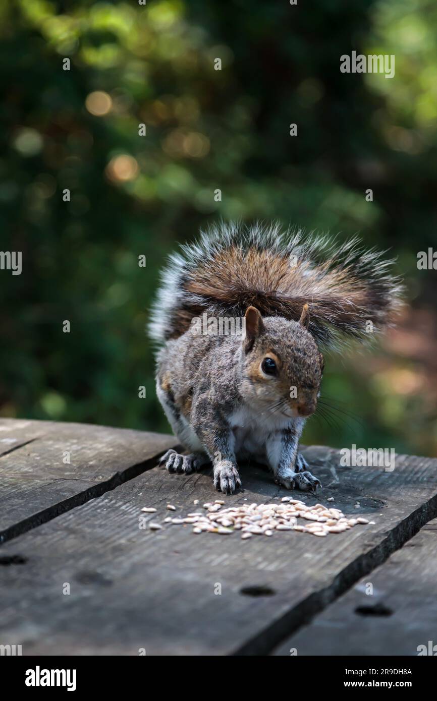 Ein graues Eichhörnchen auf einem Holzpicknicktisch, das Saatgut isst Stockfoto