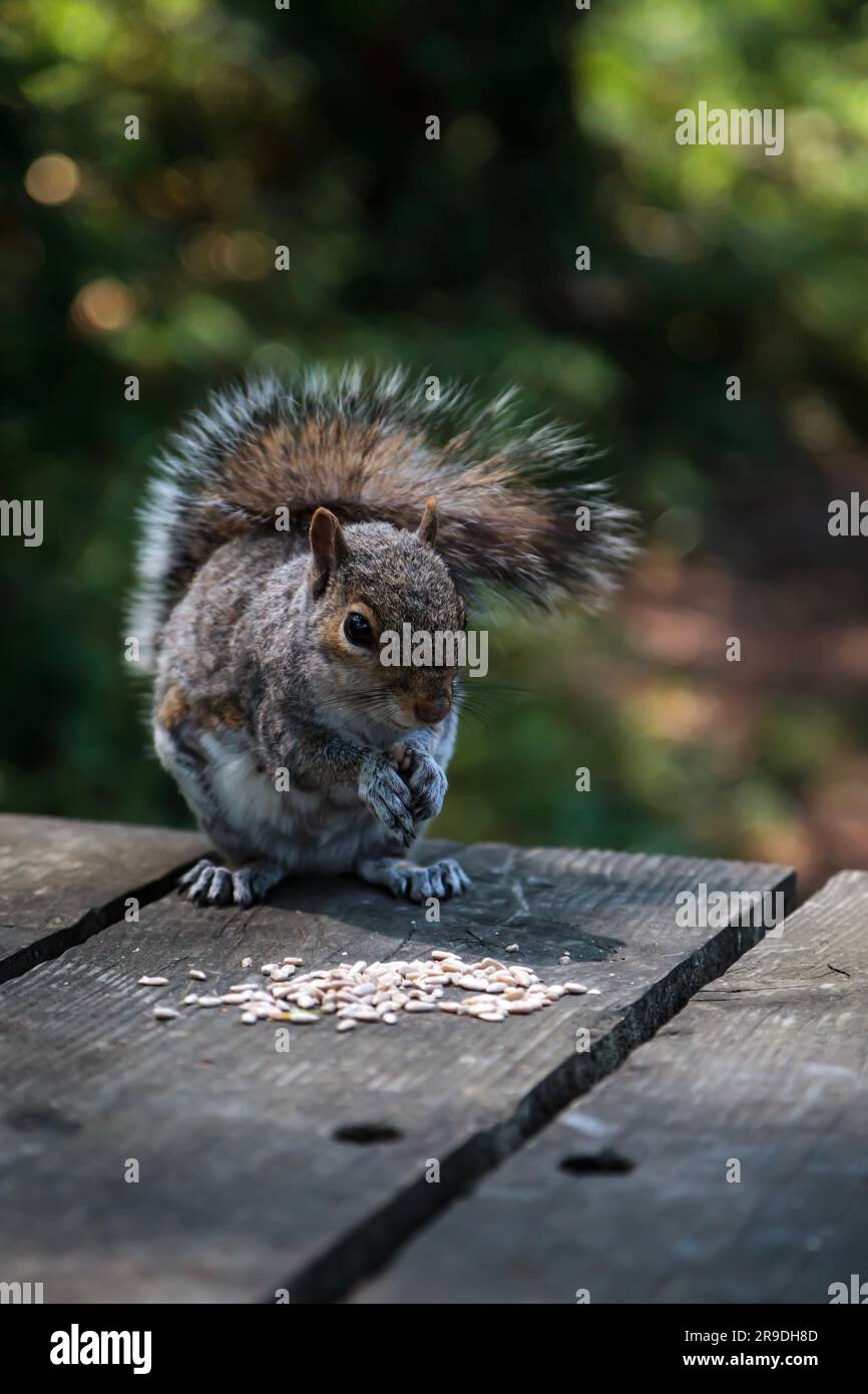 Ein graues Eichhörnchen auf einem Holzpicknicktisch, das Saatgut isst Stockfoto