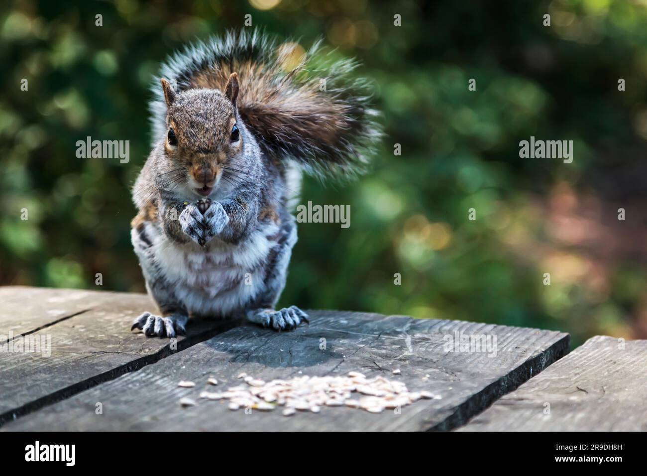 Ein graues Eichhörnchen auf einem Holzpicknicktisch, das Saatgut isst Stockfoto