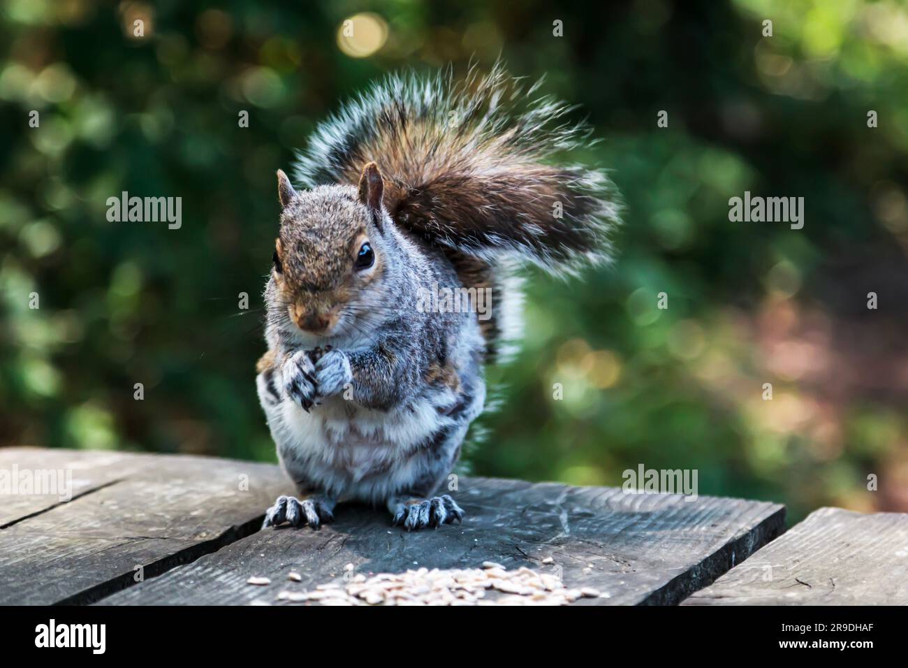 Ein graues Eichhörnchen auf einem Holzpicknicktisch, das Saatgut isst Stockfoto