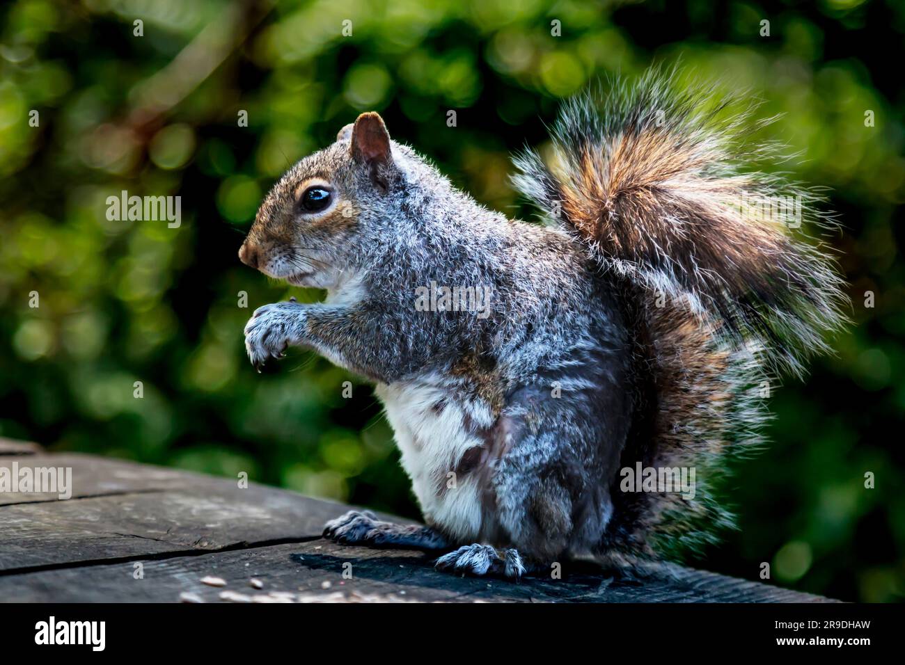 Ein graues Eichhörnchen auf einem Holzpicknicktisch, das Saatgut isst Stockfoto