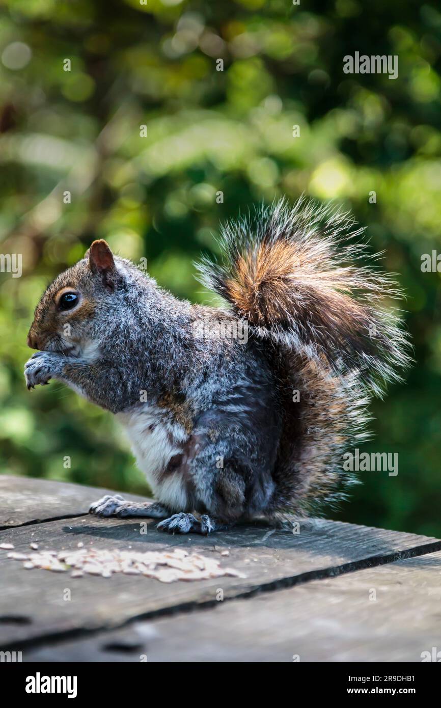 Ein graues Eichhörnchen auf einem Holzpicknicktisch, das Saatgut isst Stockfoto