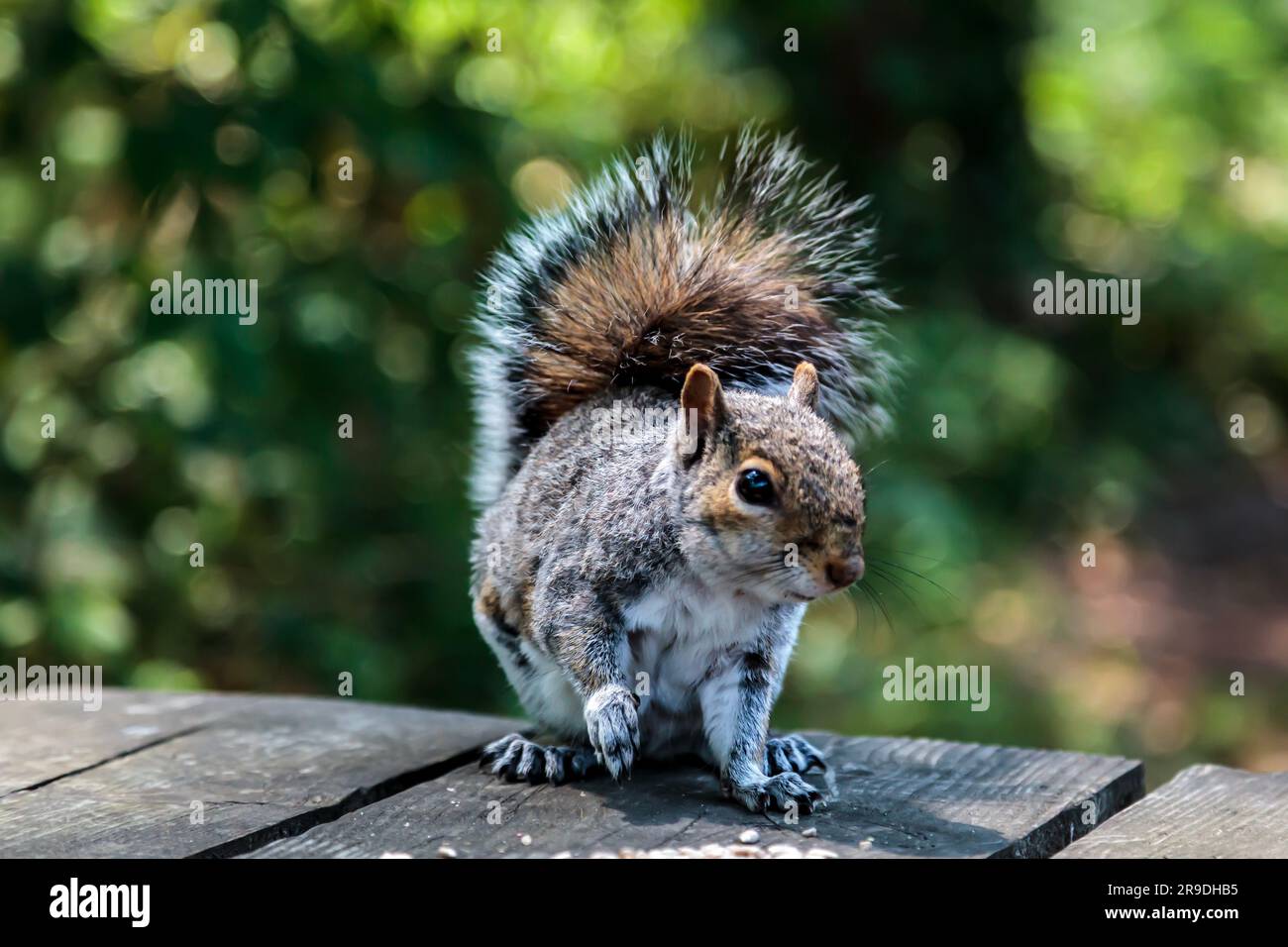 Ein graues Eichhörnchen auf einem Holzpicknicktisch, das Saatgut isst Stockfoto