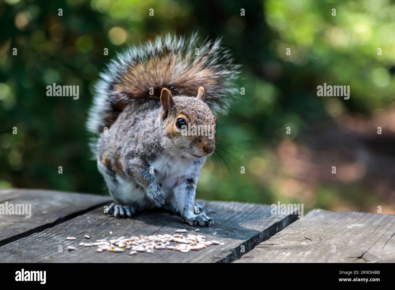 Ein graues Eichhörnchen auf einem Holzpicknicktisch, das Saatgut isst Stockfoto