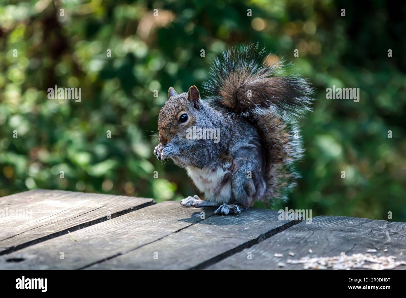 Ein graues Eichhörnchen auf einem Holzpicknicktisch, das Saatgut isst Stockfoto