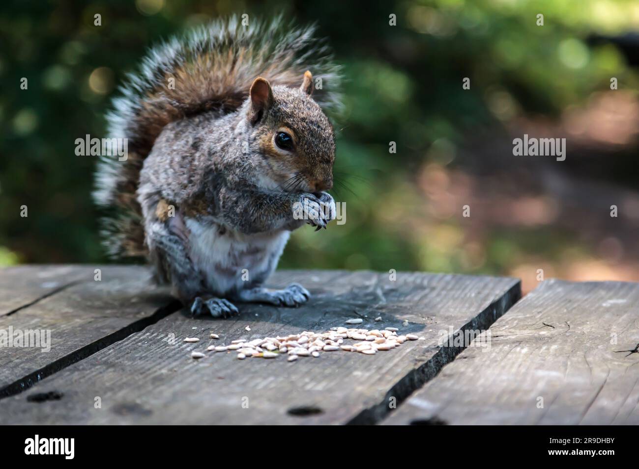 Ein graues Eichhörnchen auf einem Holzpicknicktisch, das Saatgut isst Stockfoto