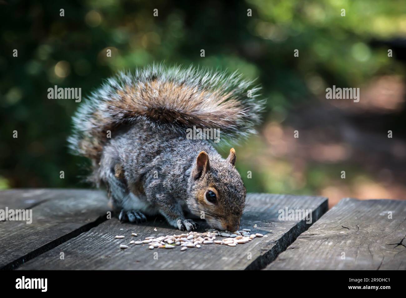 Ein graues Eichhörnchen auf einem Holzpicknicktisch, das Saatgut isst Stockfoto