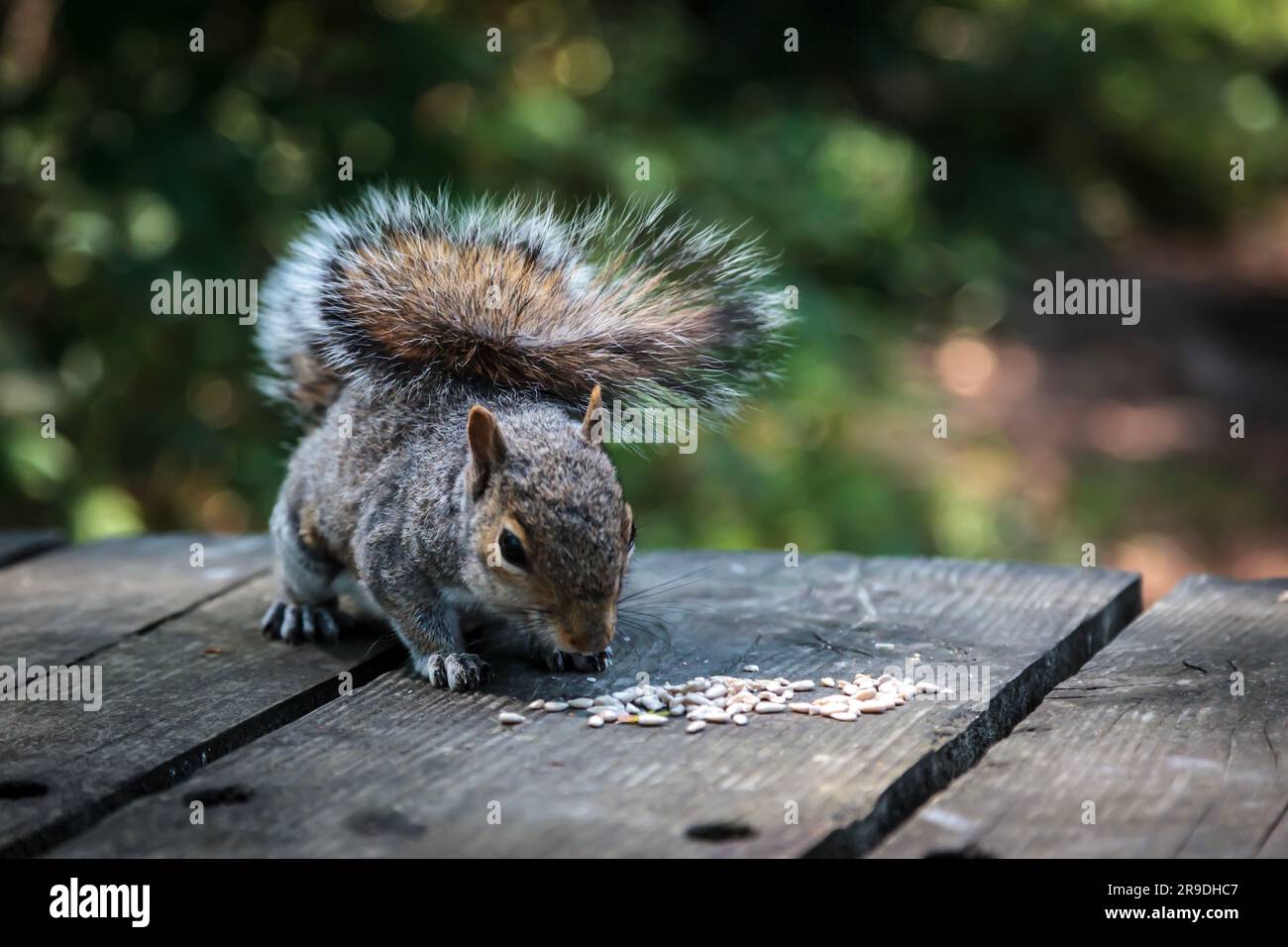 Ein graues Eichhörnchen auf einem Holzpicknicktisch, das Saatgut isst Stockfoto