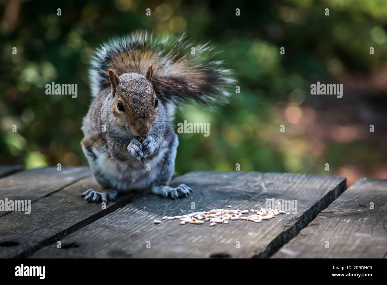 Ein graues Eichhörnchen auf einem Holzpicknicktisch, das Saatgut isst Stockfoto