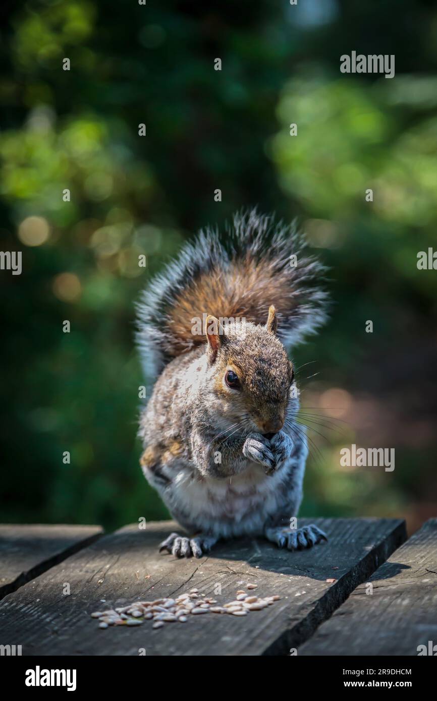 Ein graues Eichhörnchen auf einem Holzpicknicktisch, das Saatgut isst Stockfoto