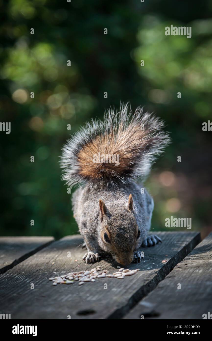 Ein graues Eichhörnchen auf einem Holzpicknicktisch, das Saatgut isst Stockfoto