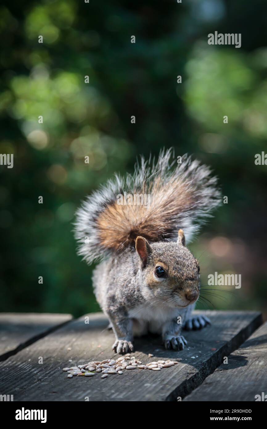 Ein graues Eichhörnchen auf einem Holzpicknicktisch, das Saatgut isst Stockfoto
