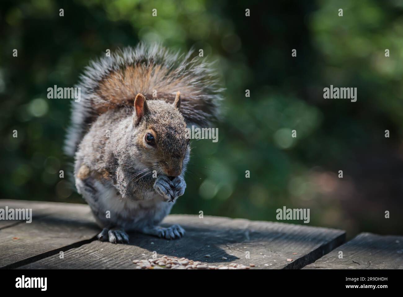Ein graues Eichhörnchen auf einem Holzpicknicktisch, das Saatgut isst Stockfoto