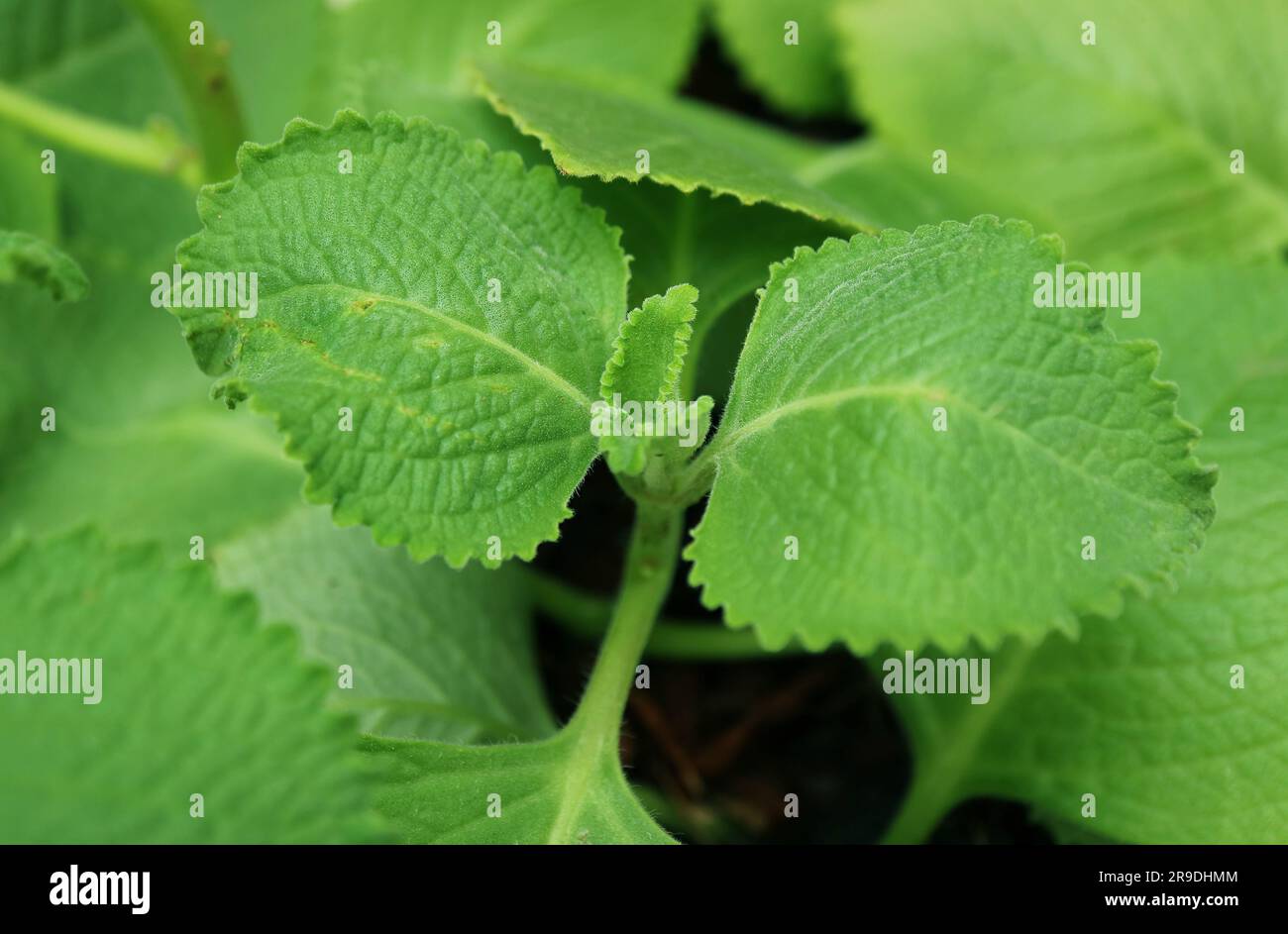 Aromatisches kubanisches Oregano oder mexikanische Münzprägeanstalt, die als essbare Zierpflanzen angebaut wird Stockfoto