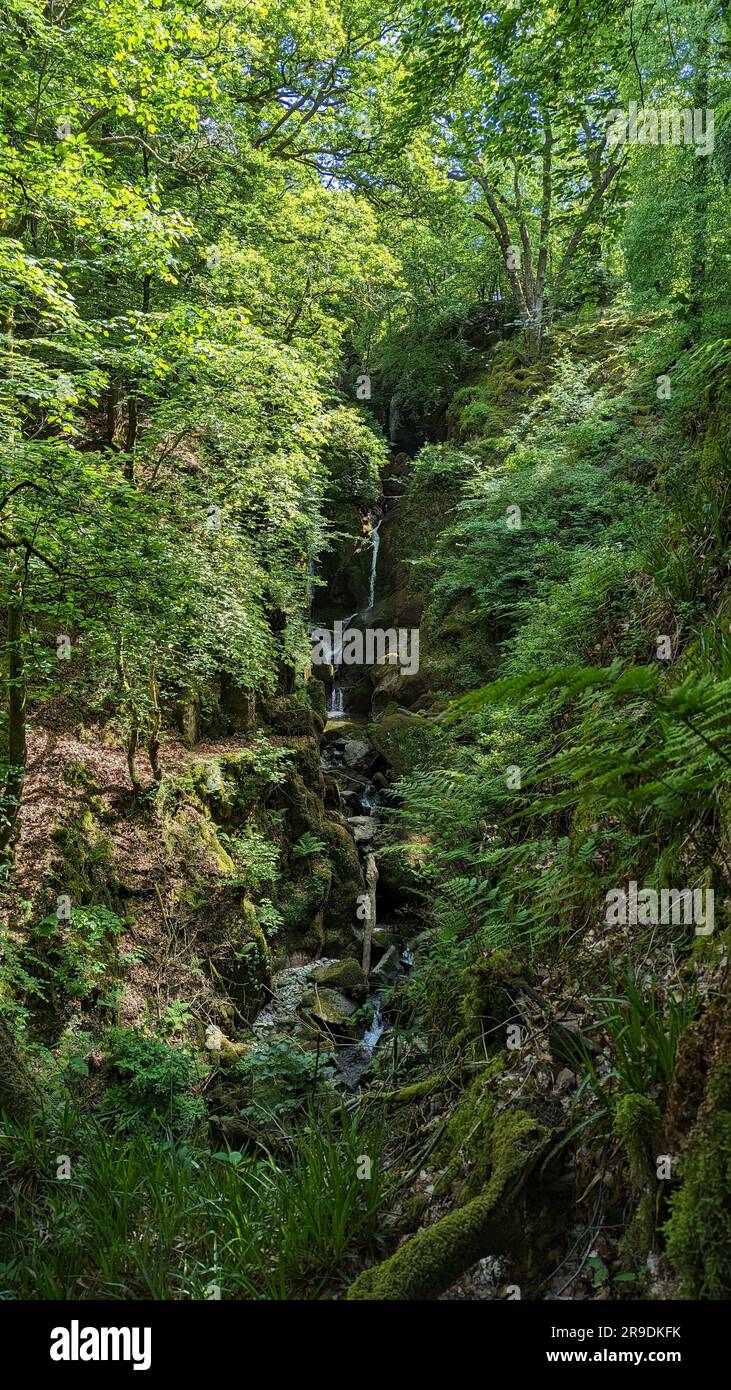 Lake District Landschaft rund um Ambleside, Windemere und Grasmere Stock Ghyll Force Stockfoto