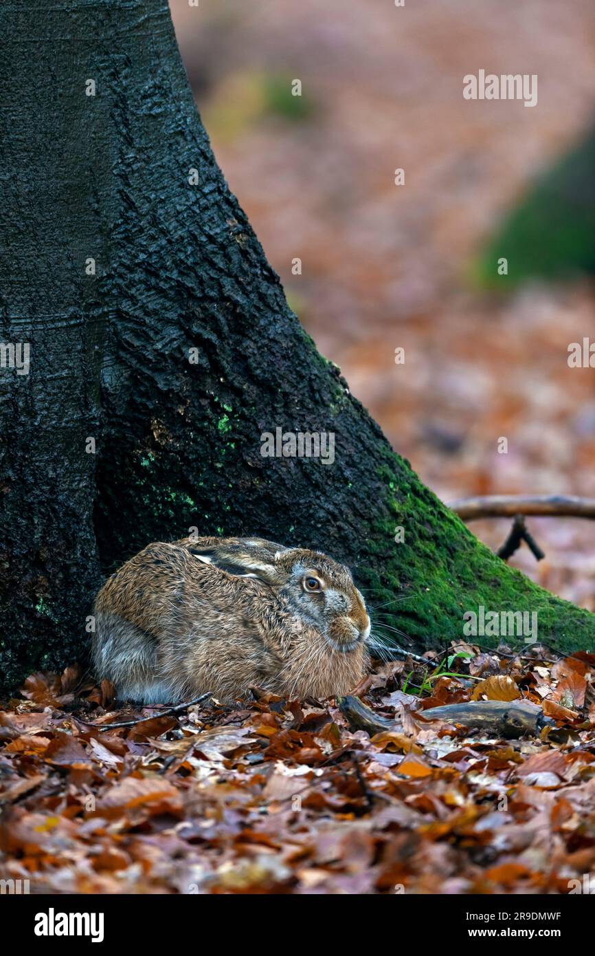 Europäischer Hase (Lepus europaeus). Ein Erwachsener, der sich in einer Form am Fuß einer Buche versteckt. Deutschland Stockfoto