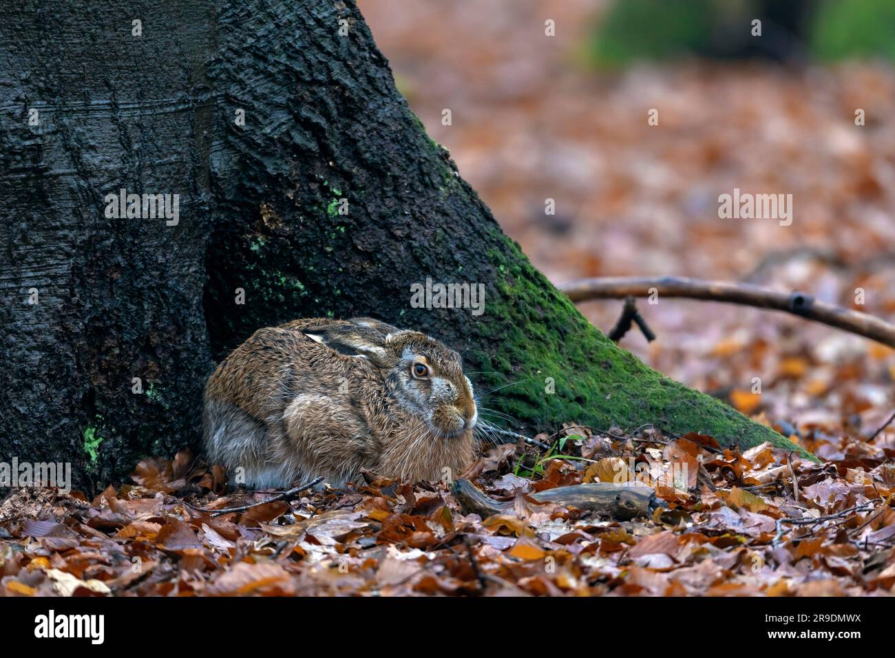 Europäischer Hase (Lepus europaeus). Ein Erwachsener, der sich in einer Form am Fuß einer Buche versteckt. Deutschland Stockfoto