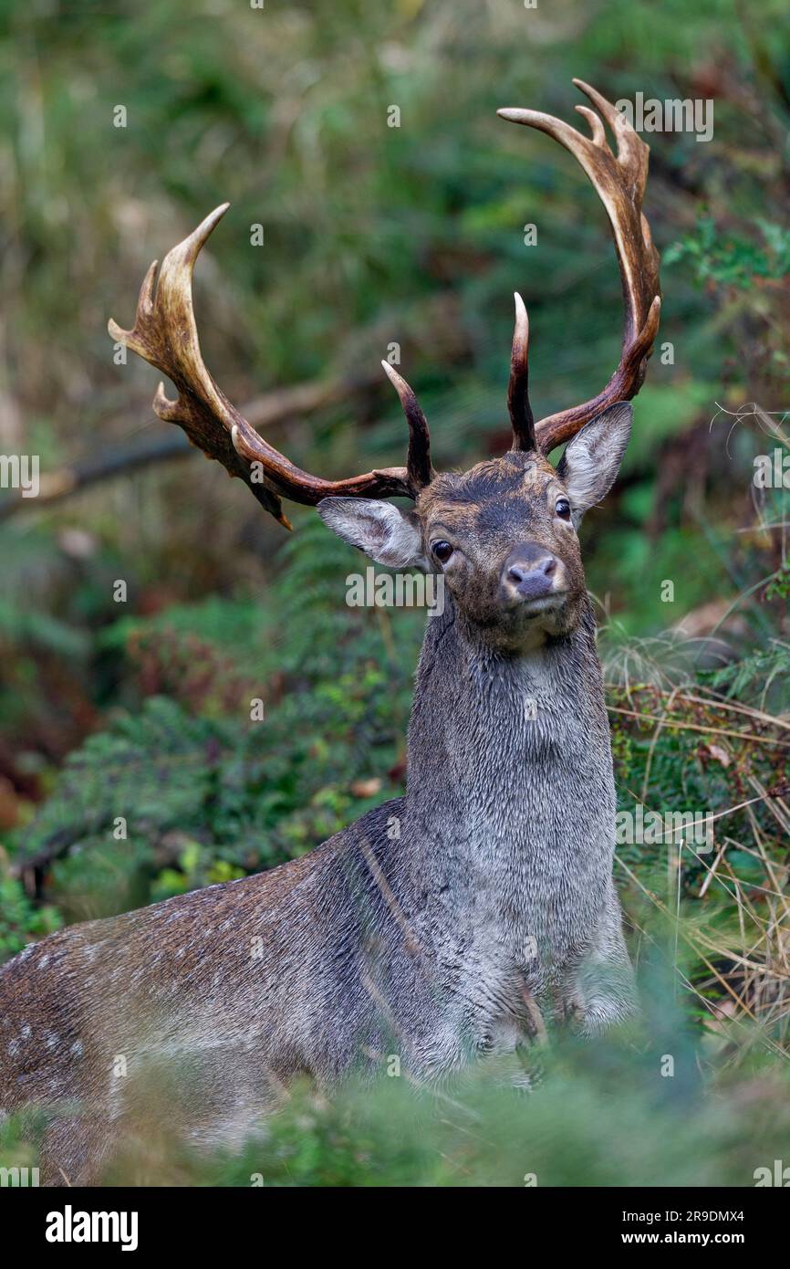 Damhirsche ( Dama dama). Buck steht in der Vegetation. Schleswig-Holstein, Deutschland Stockfoto