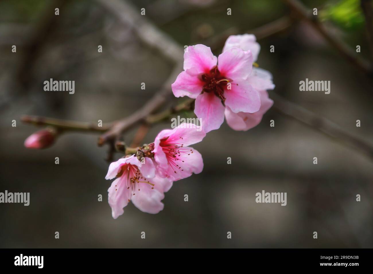 Erleben Sie die bezaubernde Schönheit der zarten rosa Blumen, die auf einem Baum blühen, umarmt von der warmen Umarmung des Sonnenlichts im Freien Stockfoto