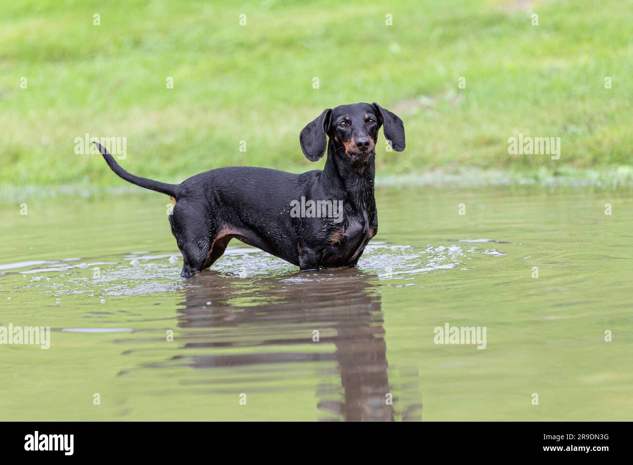 Glatter Dachshund. Ausgewachsener Hund, der in einer großen Pfütze steht. Deutschland Stockfoto