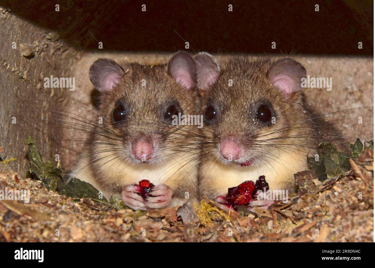 Essbare Dormaus (Glis glis). Zwei Individuen in einem Nistkasten, beide essen eine Kirsche. Deutschland Stockfoto