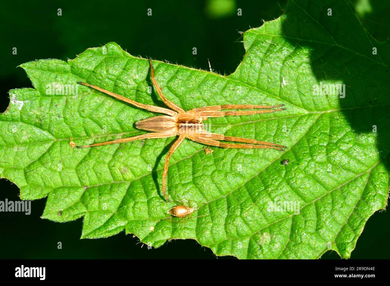 Kinderspinnen (Pisaura mirabilis), die auf einem stechenden Nesselblatt ruhen. Deutschland Stockfoto