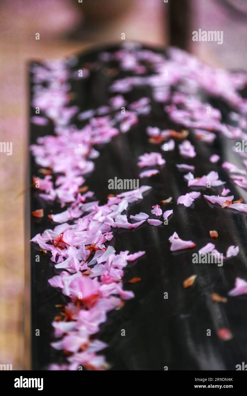 Erleben Sie die bezaubernde Schönheit der zarten rosa Blumen, die auf einem Baum blühen, umarmt von der warmen Umarmung des Sonnenlichts im Freien Stockfoto