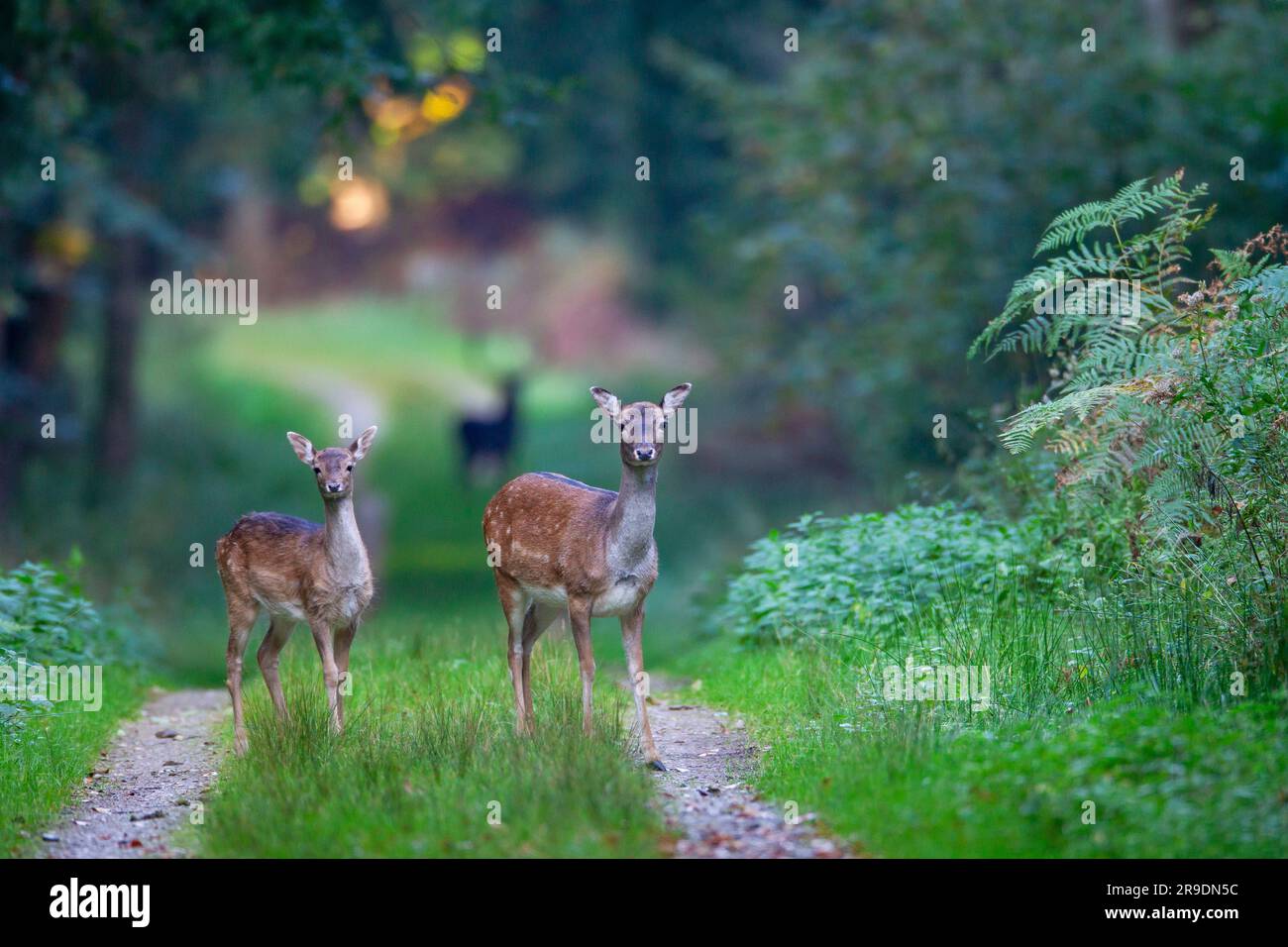 Damhirsch (Dama dama). Doe mit Fawn steht auf einem Waldweg, beobachtet von einem schwarzen Mann. Deutschland Stockfoto