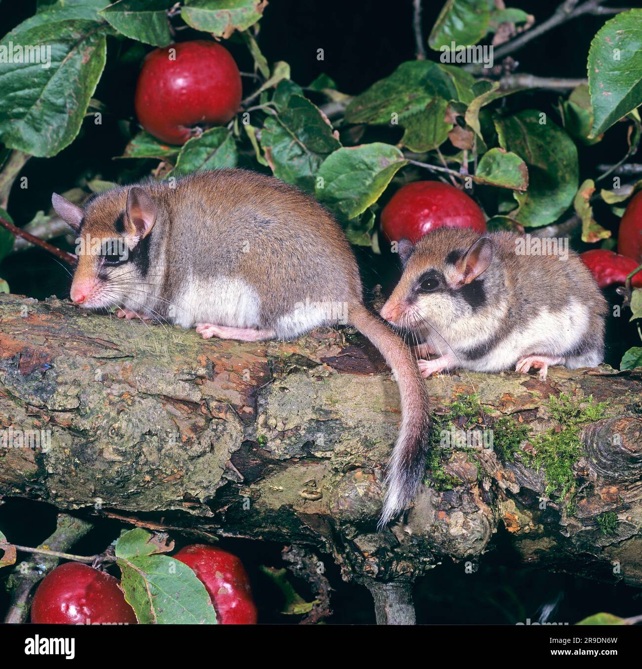 Gartendormaus (Eliomys quercinus)- Mutter und Schülerin im Herbst in einem Apfelbaum. Deutschland Stockfoto