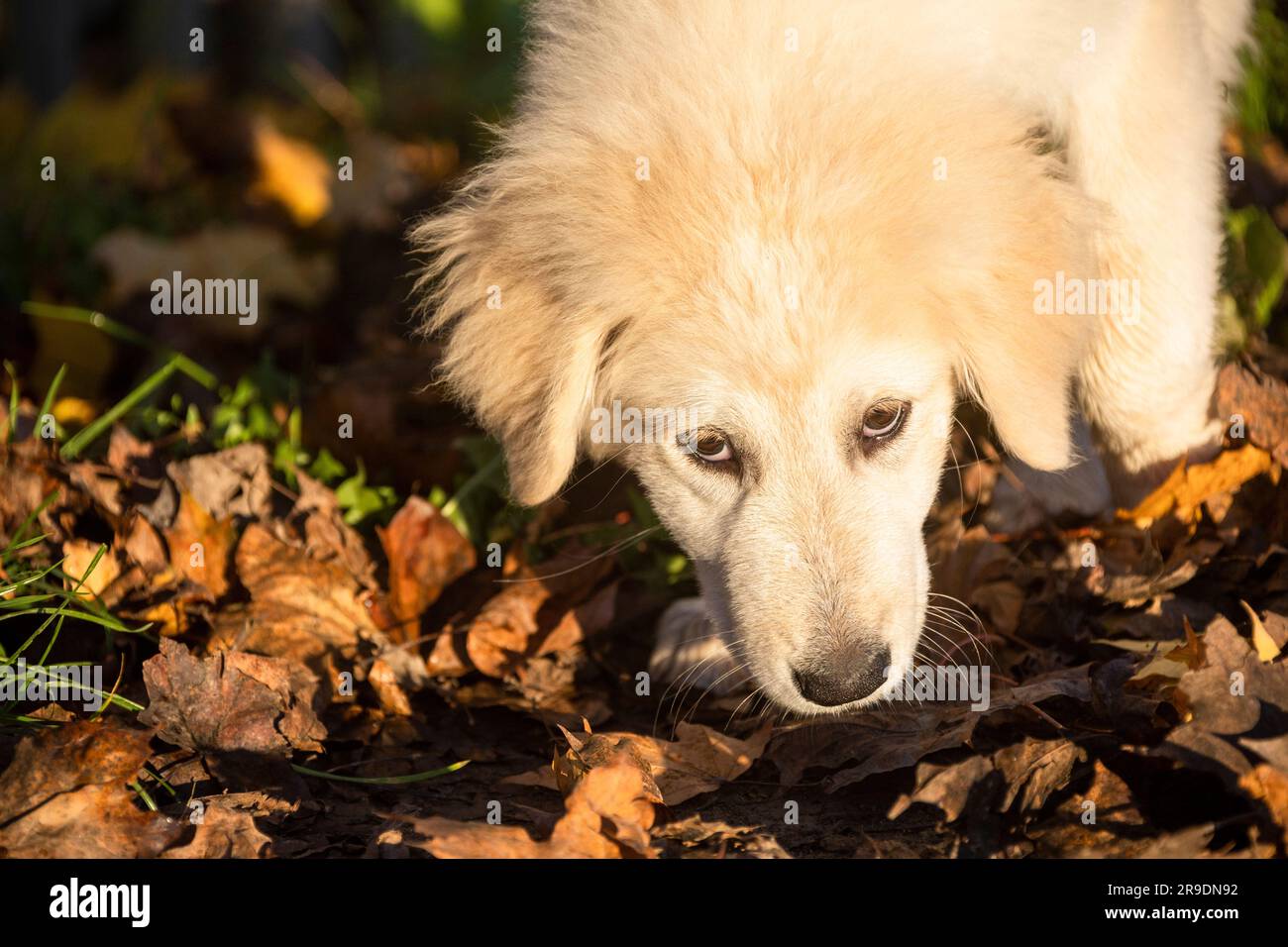Kuvasz. Welpen schnüffeln in Herbstblättern. Deutschland Stockfoto