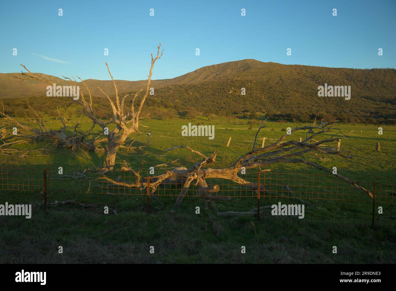 Von der Dürre, den trockenen und toten Bäumen auf der Weide von Extremadura betroffene Holmeichen Stockfoto