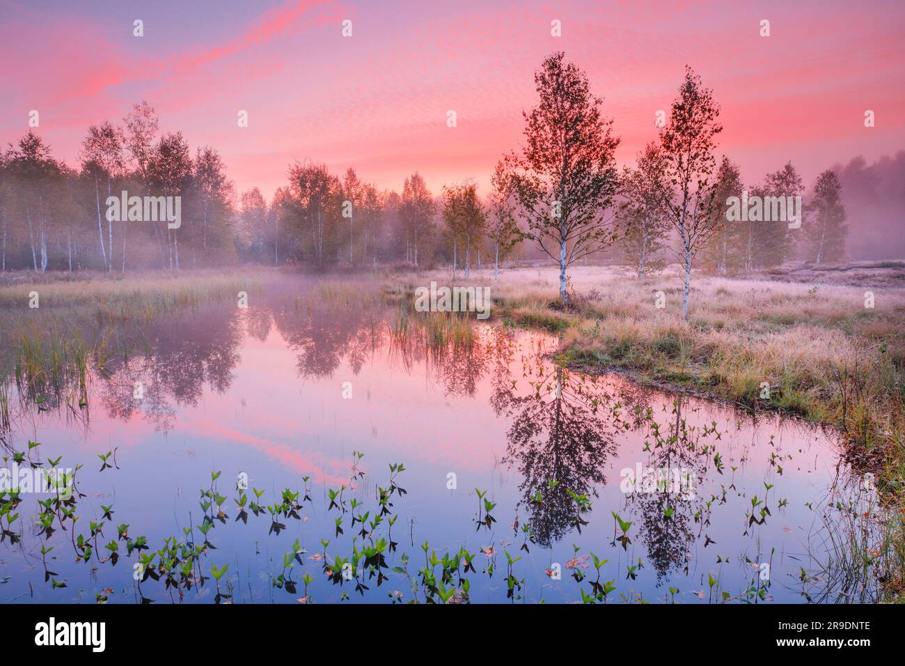 Nebel bildet sich im herbstlichen Hochmoor nahe Les Ponts-de-Martel in einem rosafarbenen Morgenhimmel. Canton NeuchÃ¢tel, Schweiz. Birkenbäume spiegeln sich im Wasser Stockfoto