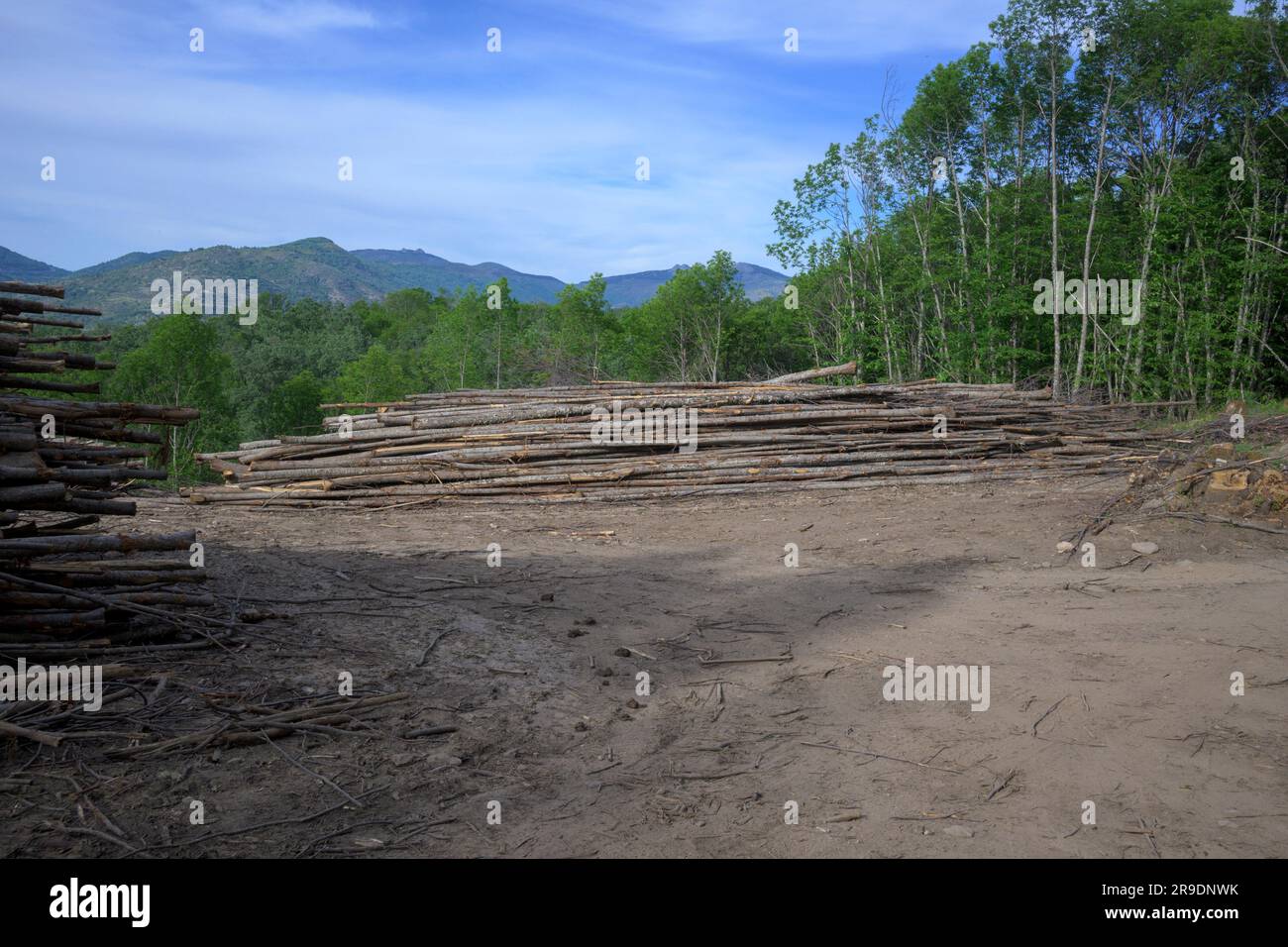 Monte de Chestnut Trees Bohren für Holz nutzen die Entwaldung in Spanien Stockfoto