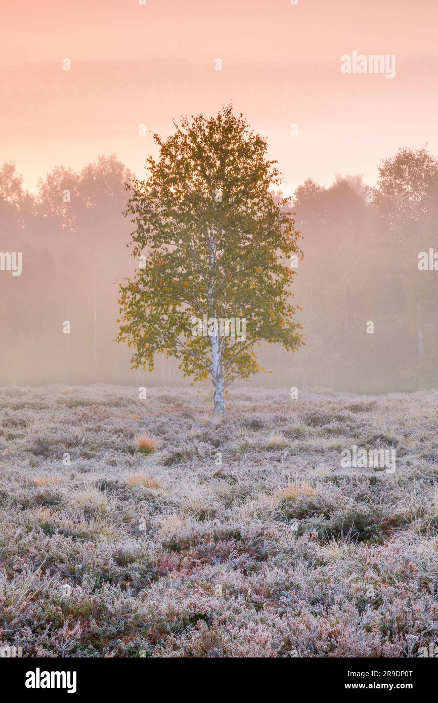 Eine einzelne Birke steht im pastellfarbenen Licht der Morgendämmerung auf einem Moor, der mit Heidekraut bedeckt ist. Nebel und Heiserfrost sind Anzeichen für eine kalte Nacht im frühen Herbst. In der Nähe von Brot-Plamboz im Kanton NeuchÃ¢tel, Schweiz Stockfoto
