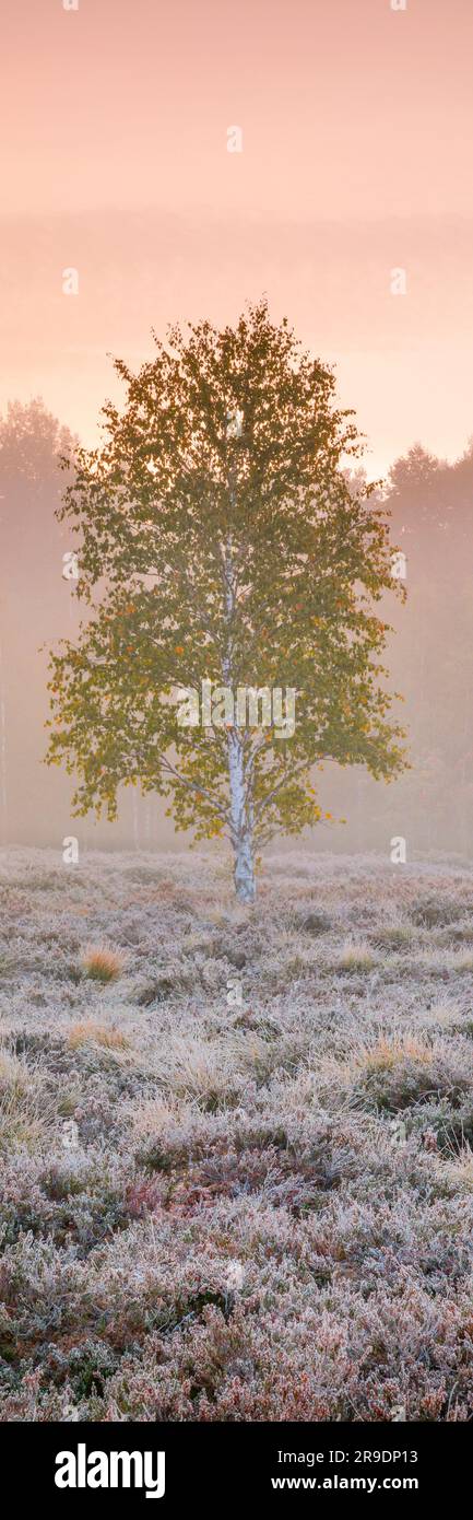 Eine einzelne Birke steht im pastellfarbenen Licht der Morgendämmerung auf einem Moor, der mit Heidekraut bedeckt ist. Nebel und Heiserfrost sind Anzeichen für eine kalte Nacht im frühen Herbst. In der Nähe von Brot-Plamboz im Kanton NeuchÃ¢tel, Schweiz Stockfoto