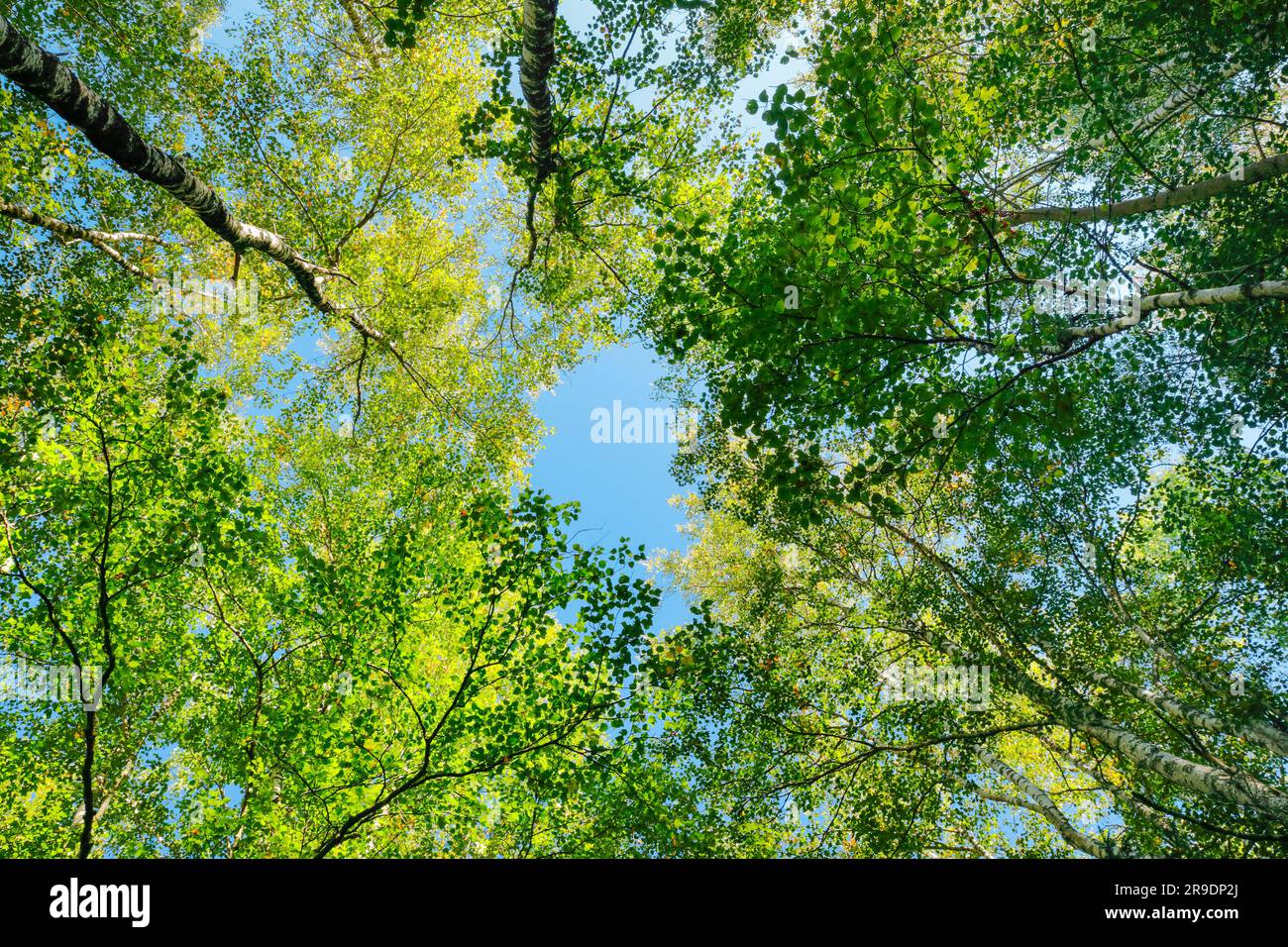 Birke (Betula). Blick auf die Baumwipfel eines Birkenwaldes in der Schweiz Stockfoto