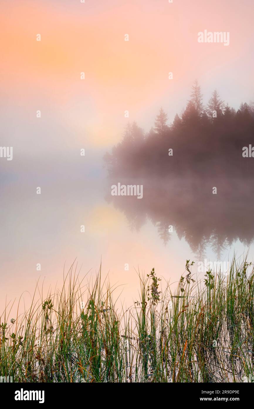 Morgengrauen mit Nebel über dem ruhigen Moorland See Etang de la Gruere im Kanton Jura, Schweiz Stockfoto