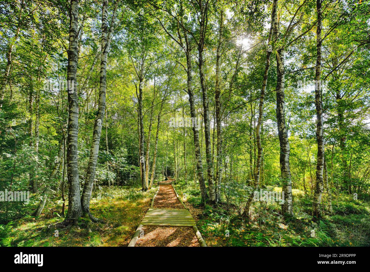 Waldweg im Birkenwald bei Les Ponts-de-Martel im Kanton Neuchatel, Schweiz Stockfoto