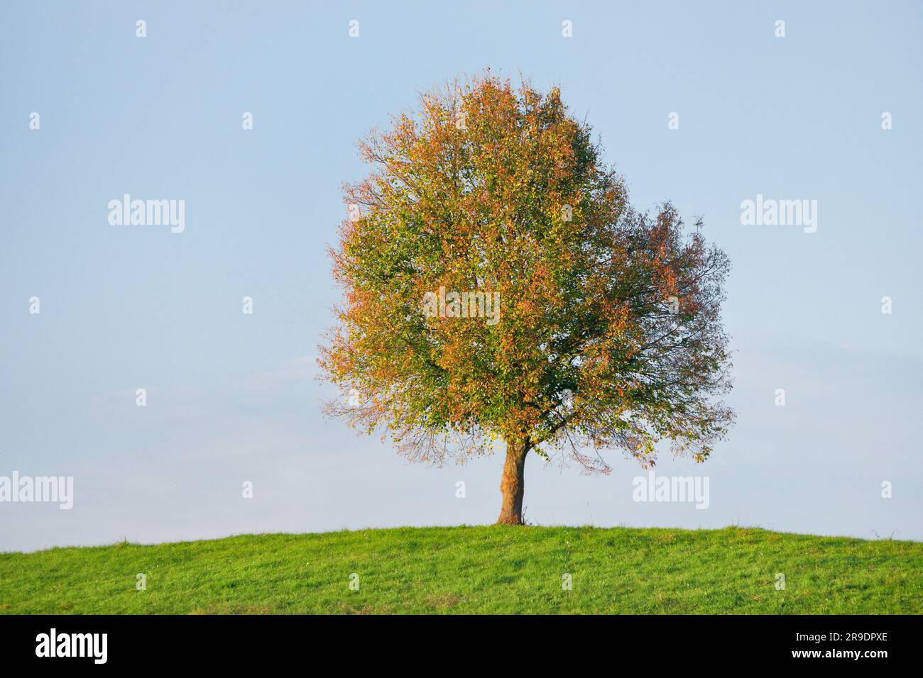 Einfacher Limettenbaum (Tilia sp.) Auf einem Hügel im Herbst nahe Oetwil am See im Züricher Oberland, Schweiz Stockfoto