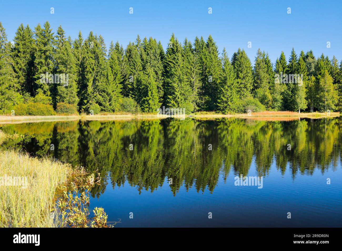 Nadelwälder spiegeln sich im ruhigen Moorland des Sees Etang de la Gruere. Kanton Jura, Schweiz Stockfoto