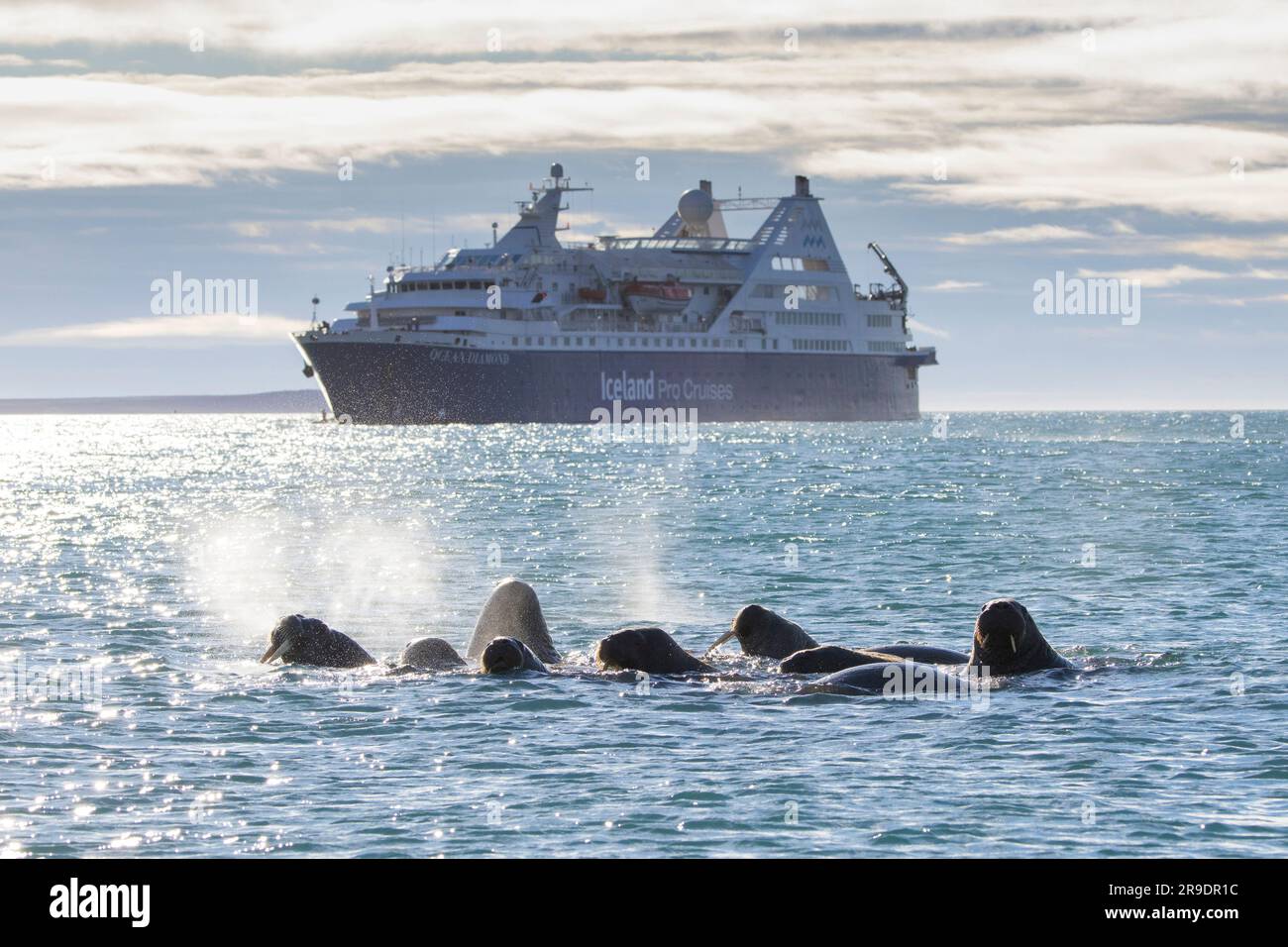 Walrus (Odobenus rosmarus). Gruppenschwimmen vor dem Kreuzfahrtschiff Ocean Diamond. Spitsbergen, Norwegen Stockfoto