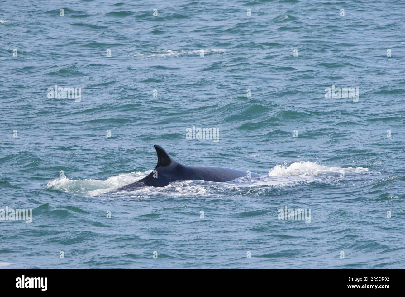 Nördlicher Zwergwal (Balaenoptera acutorostrata) an der Wasseroberfläche. Svalbard, Norwegen Stockfoto