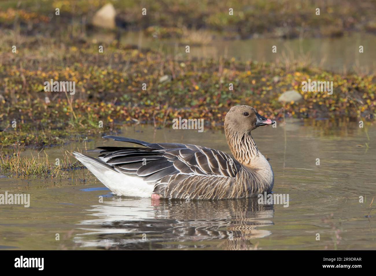 Pink-Footed Goose (Anser brachyrhynchus) Erwachsener auf dem Wasser. Spitzbergen Stockfoto
