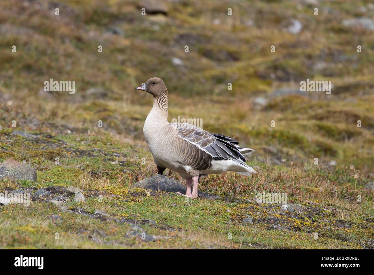 Rosa-Fuß-Gans (Anser brachyrhynchus) stehende Tundra-Vegetation. Spitzbergen Stockfoto
